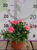 Karanfil (Dianthus caryophyllus) - Hoş Kokulu ve Renkli Çiçekli Bitki - 5