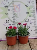 Karanfil (Dianthus caryophyllus) - Hoş Kokulu ve Renkli Çiçekli Bitki - 1