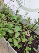 Saksılı Demlenebilir Nane (Mentha) - Ferahlatıcı ve Tibbi ve Aromatik Bitki - 3