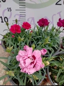 Karanfil (Dianthus caryophyllus) - Hoş Kokulu ve Renkli Çiçekli Bitki - 4