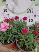Karanfil (Dianthus caryophyllus) - Hoş Kokulu ve Renkli Çiçekli Bitki - 3