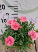 Karanfil (Dianthus caryophyllus) - Hoş Kokulu ve Renkli Çiçekli Bitki - 6