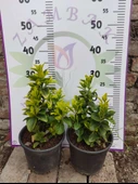 2 Adet orta boy Golden Taflan (Euonymus japonica 'Aurea') - Estetik ve Fonksiyonel Kenar Bitkisi - 4