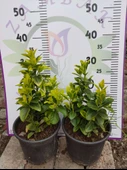 2 Adet orta boy Golden Taflan (Euonymus japonica 'Aurea') - Estetik ve Fonksiyonel Kenar Bitkisi - 1