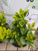 2 Adet orta boy Golden Taflan (Euonymus japonica 'Aurea') - Estetik ve Fonksiyonel Kenar Bitkisi - 3