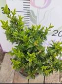 Microphyllus (Microphyllum) - Küçük Yapraklı Estetik Bitki - 2
