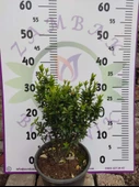 Microphyllus (Microphyllum) - Küçük Yapraklı Estetik Bitki - 3