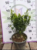 Microphyllus (Microphyllum) - Küçük Yapraklı Estetik Bitki - 1