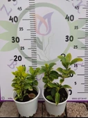 2 Adet küçük Golden Taflan (Euonymus japonica 'Aurea') - Estetik ve Fonksiyonel Kenar Bitkisi 2 adet - 4