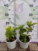 2 Adet küçük Golden Taflan (Euonymus japonica 'Aurea') - Estetik ve Fonksiyonel Kenar Bitkisi 2 adet - 1