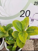 2 Adet küçük Golden Taflan (Euonymus japonica 'Aurea') - Estetik ve Fonksiyonel Kenar Bitkisi 2 adet - 3