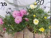 2 Adet Argyranthemum (Çeşme Papatyası) - Renkli ve Dayanıklı Bahçe Bitkisi  (2 farklı renkler ) - 4