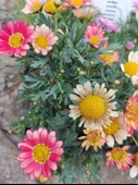 2 Adet Argyranthemum (Çeşme Papatyası) - Renkli ve Dayanıklı Bahçe Bitkisi  (2 farklı renkler ) - 7