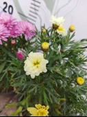 2 Adet Argyranthemum (Çeşme Papatyası) - Renkli ve Dayanıklı Bahçe Bitkisi  (2 farklı renkler ) - 6