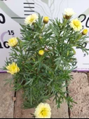 2 Adet Argyranthemum (Çeşme Papatyası) - Renkli ve Dayanıklı Bahçe Bitkisi  (2 farklı renkler ) - 2