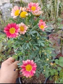 2 Adet Argyranthemum (Çeşme Papatyası) - Renkli ve Dayanıklı Bahçe Bitkisi  (2 farklı renkler ) - 8
