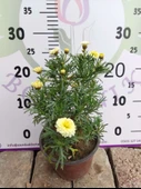 2 Adet Argyranthemum (Çeşme Papatyası) - Renkli ve Dayanıklı Bahçe Bitkisi  (2 farklı renkler ) - 1