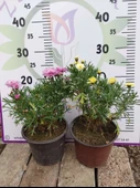 2 Adet Argyranthemum (Çeşme Papatyası) - Renkli ve Dayanıklı Bahçe Bitkisi  (2 farklı renkler ) - 3