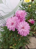 2 Adet Argyranthemum (Çeşme Papatyası) - Renkli ve Dayanıklı Bahçe Bitkisi  (2 farklı renkler ) - 5