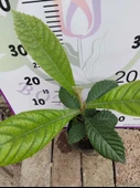 Ufak Malta Eriği (Eriobotrya japonica) - Lezzetli ve Besleyici Meyve Ağaçı - 3