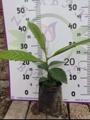 Ufak Malta Eriği (Eriobotrya japonica) - Lezzetli ve Besleyici Meyve Ağaçı - 2