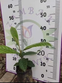 Ufak Malta Eriği (Eriobotrya japonica) - Lezzetli ve Besleyici Meyve Ağaçı - 4