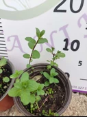 2 Adet Nane (Mentha) - Ferahlatıcı ve Aromatik Bitki  2 Adet - 2