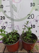 2 Adet Nane (Mentha) - Ferahlatıcı ve Aromatik Bitki  2 Adet - 1