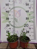 2 Adet Nane (Mentha) - Ferahlatıcı ve Aromatik Bitki  2 Adet - 3