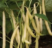 BİOTEK AKÇALI BEYAZ BARBUNYA TOHUMU 2 KG - 2