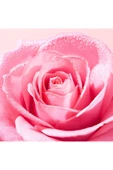 NUXE Very Rose Tazeleyici Tonik Losyon 200 ml 3264680043376 - 3