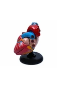 Noki  Kalp Modeli Anatomisi Deney Ve Eğitici Figür - 1