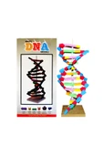 Tifoys  Eva DNA Modeli Seti 11 Parça (1 Adet) - 1
