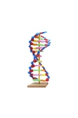 Tifoys  Eva DNA Modeli Seti 11 Parça (1 Adet) - 2