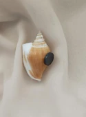 Magnet Doğal Deniz Kabuğu Nazar Boncuklu Mıknatıslı Buzdolabı Süsü - 3