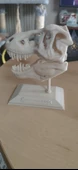 Byr3D T-Rex Kafatası Biblo Beyaz 308335 Sadece Plastik Aparattır - 2