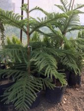 SAKSIDA ARACORİYA(ARAKORYA) SALON ÇAMI 120-140 CM - 1