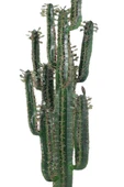 Yapay Çiçek Kaktüs Ağacı Siyah Saksıda 145*37cm 10 Kollu - 8