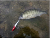 Usami Now 80F-SR 6.2 G Maket Balık - 5