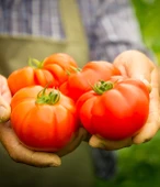 TAT Domates Salçası Teneke 4300 gr - 4