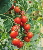 TAT Domates Salçası Teneke 4300 gr - 3