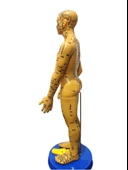 Akupunktur İnsan Maketi - 1