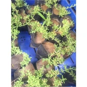 Acem Halısı Fidanı 1 Adet 10-20 cm thumbnail 3