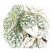 Hostes Beyaz Yeşil Çilli Yaprak Çiçeği Hipoestes Phyllostachya - 3