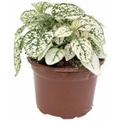 Hostes Beyaz Yeşil Çilli Yaprak Çiçeği Hipoestes Phyllostachya - 1