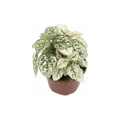 Hostes Beyaz Yeşil Çilli Yaprak Çiçeği Hipoestes Phyllostachya - 2