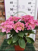 Pembe İthal Ortanca (Hydrangea macrophylla) - Renkli ve Gösterişli Çiçekli Bitki - 1