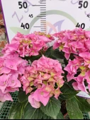 Pembe İthal Ortanca (Hydrangea macrophylla) - Renkli ve Gösterişli Çiçekli Bitki - 2