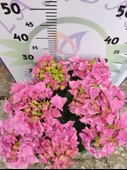 Pembe İthal Ortanca (Hydrangea macrophylla) - Renkli ve Gösterişli Çiçekli Bitki - 3