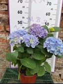 Mavi İthal Ortanca (Hydrangea macrophylla) - Renkli ve Gösterişli Çiçekli Bitki - 1